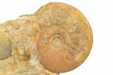 Callovian Ammonite (Choffatia) Fossil - France #251705-2
